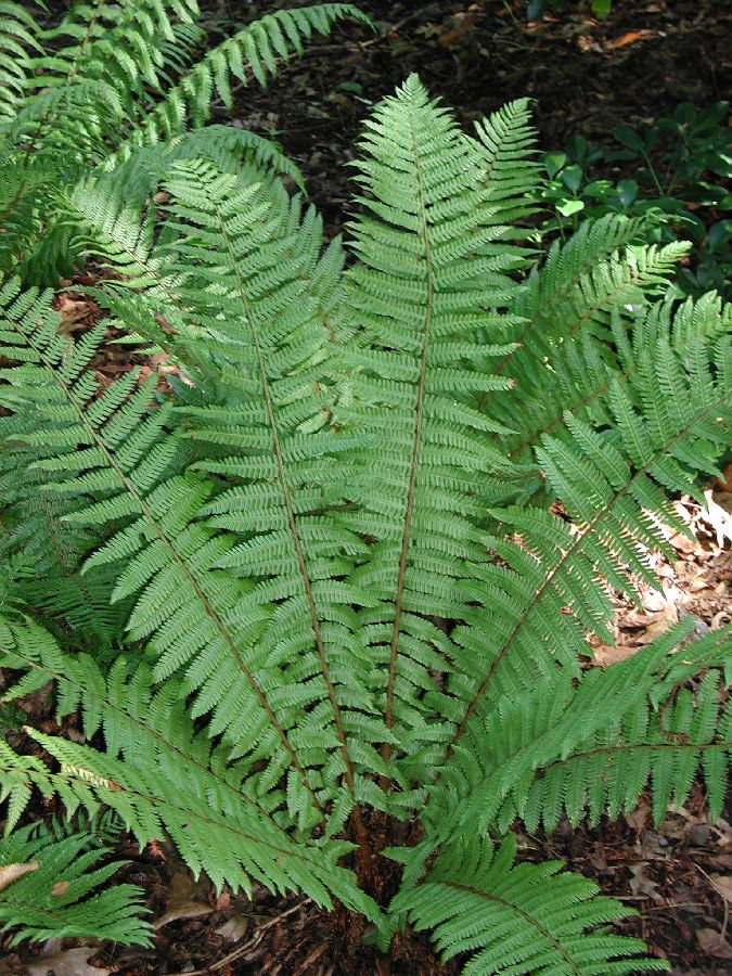 Dryopteridaceae Dryopteris crassirhizoma