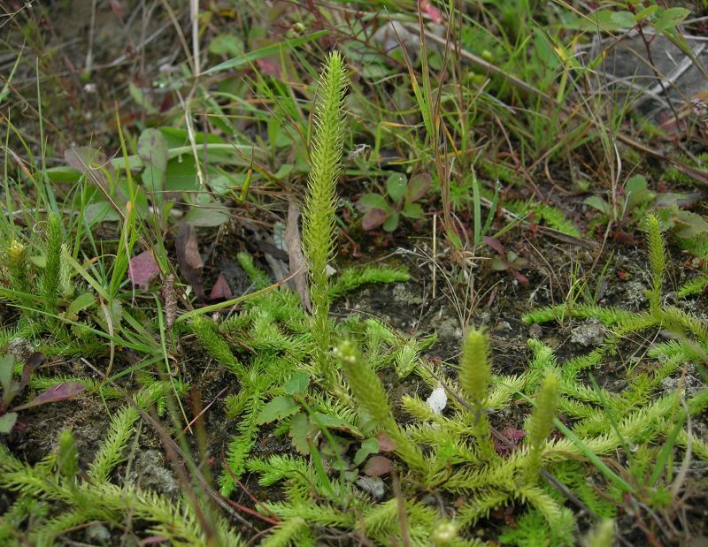 Lycopodiaceae Lycopodiella inundata