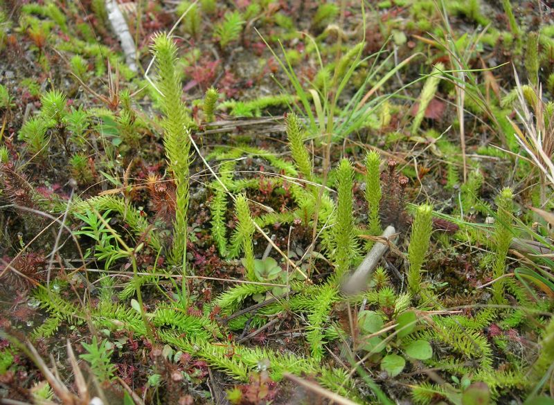 Lycopodiaceae Lycopodiella inundata