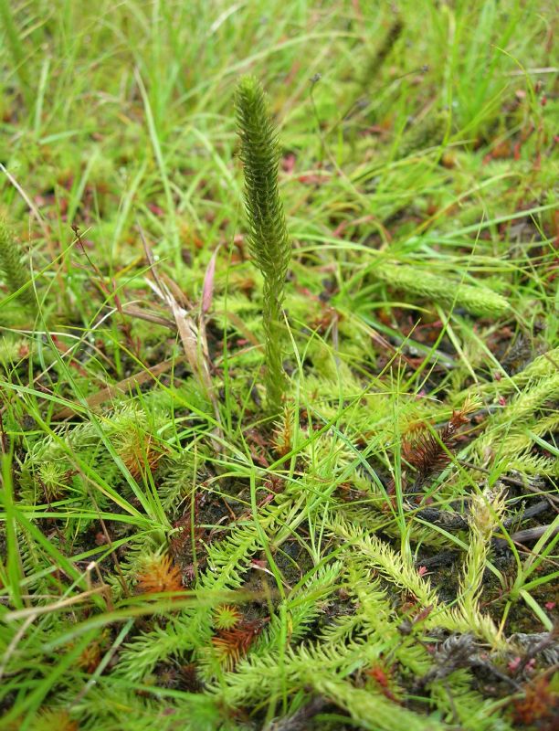 Lycopodiaceae Lycopodiella inundata