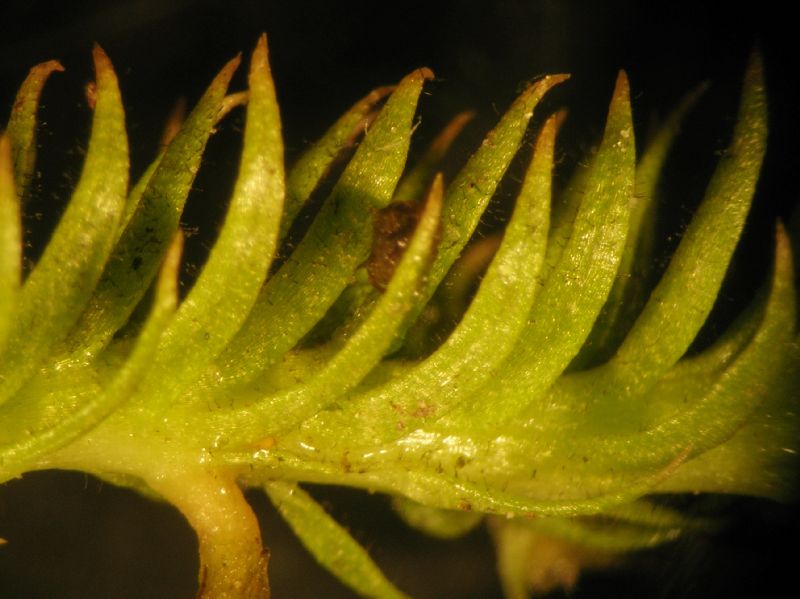 Lycopodiaceae Lycopodiella inundata