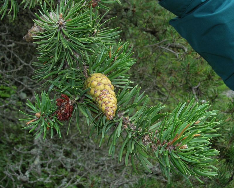 Pinaceae Pinus banksiana