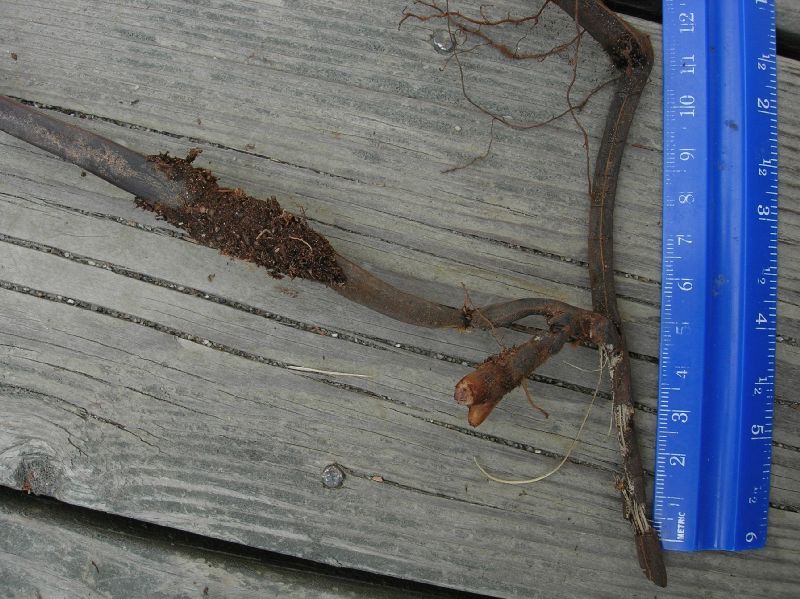 Dennstaedtiaceae Pteridium aquilinum