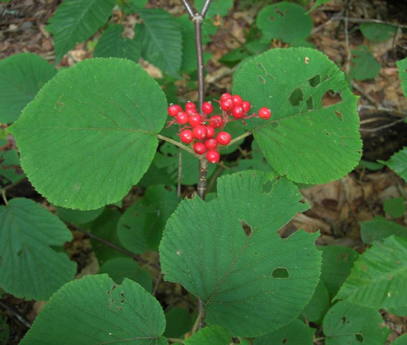 Adoxaceae Viburnum lantanoides