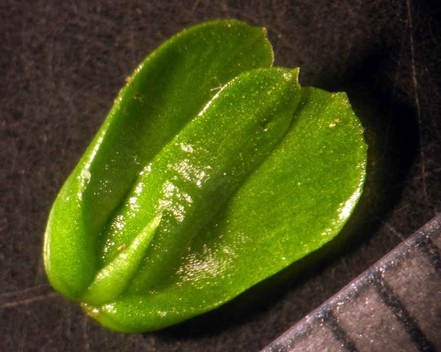 Lycopodiaceae Huperzia lucidula