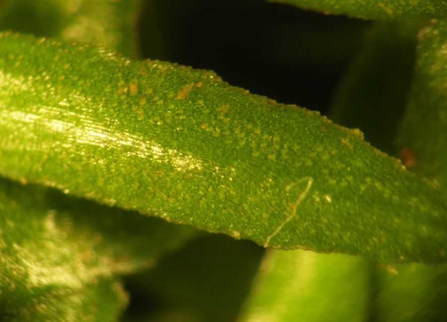 Lycopodiaceae Huperzia lucidula