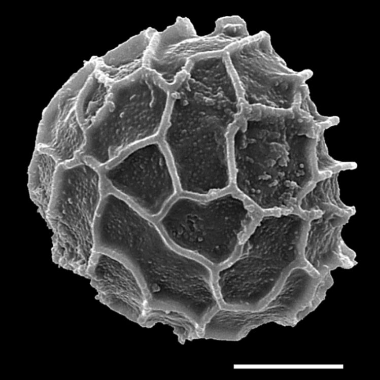 Lycopodiaceae Spinulum canadense