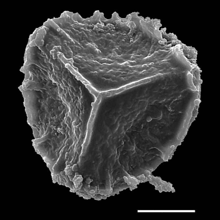 Lycopodiaceae Spinulum canadense