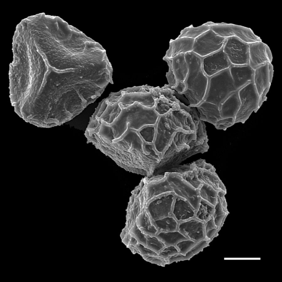 Lycopodiaceae Spinulum canadense