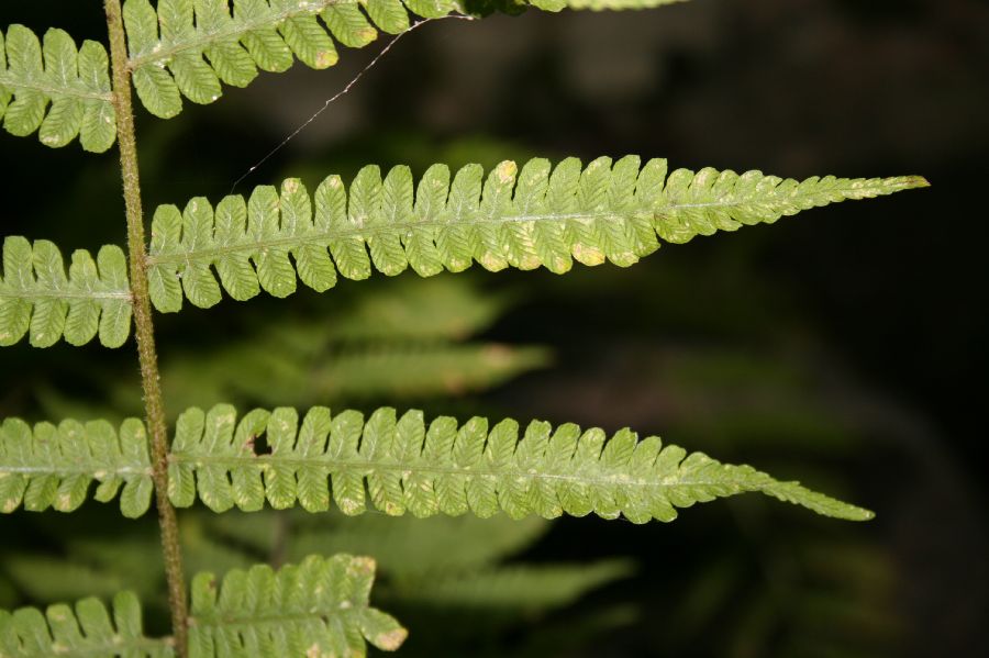 Athyriaceae Deparia acrostichoides