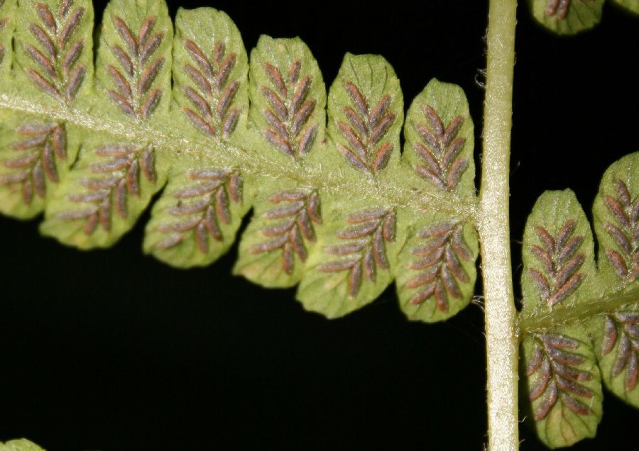 Athyriaceae Deparia acrostichoides