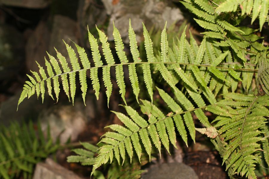 Athyriaceae Deparia acrostichoides