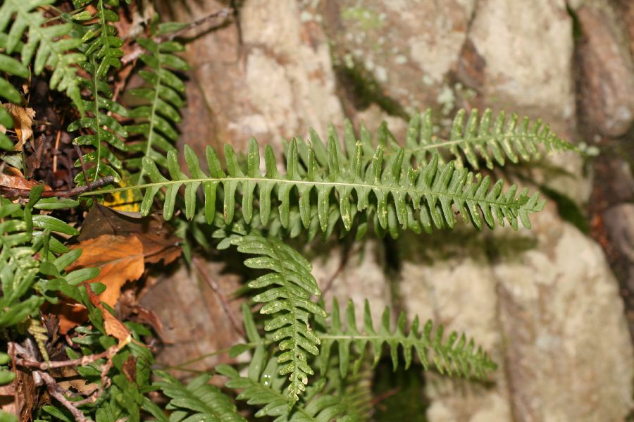 Polypodiaceae Polypodium virginianum