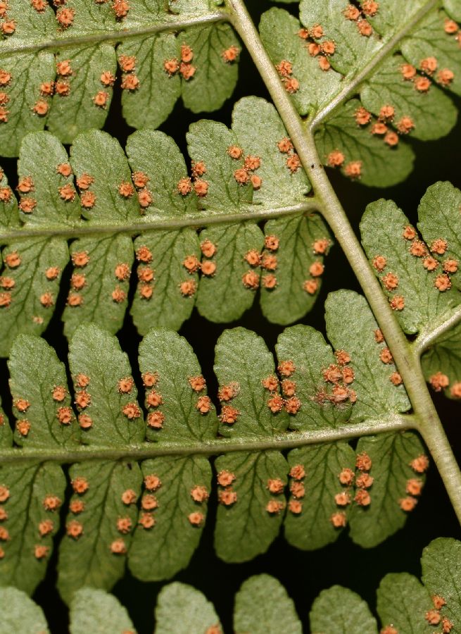 Dryopteridaceae Dryopteris marginalis