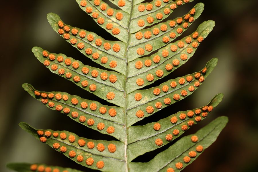 Polypodiaceae Polypodium virginianum