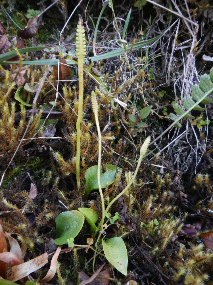 Ophioglossaceae Ophioglossum crotalophoroides