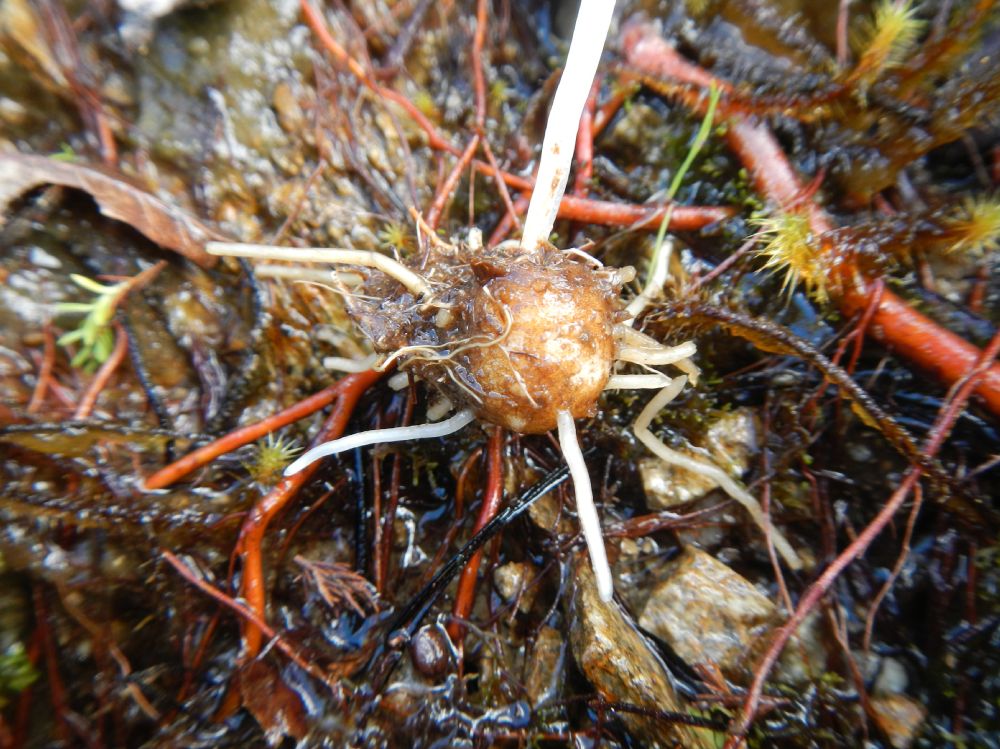 Ophioglossaceae Ophioglossum crotalophoroides