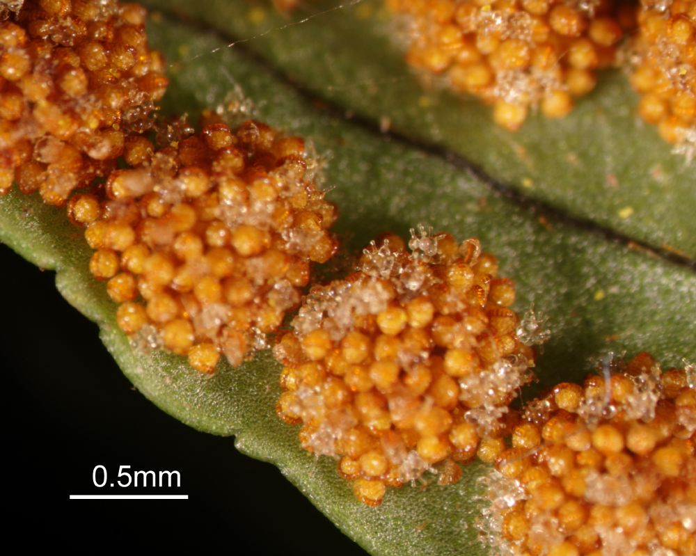 Polypodiaceae Polypodium virginianum