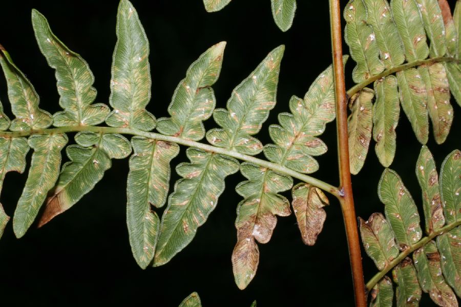 Dennstaedtiaceae Pteridium aquilinum