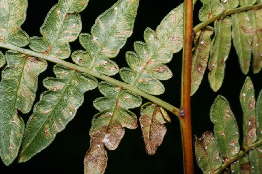 Dennstaedtiaceae Pteridium aquilinum