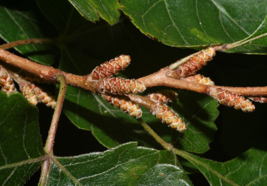 Anacardiaceae Rhus aromatica