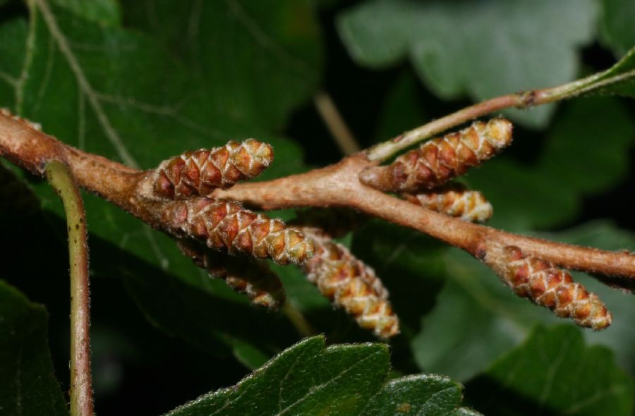 Anacardiaceae Rhus aromatica