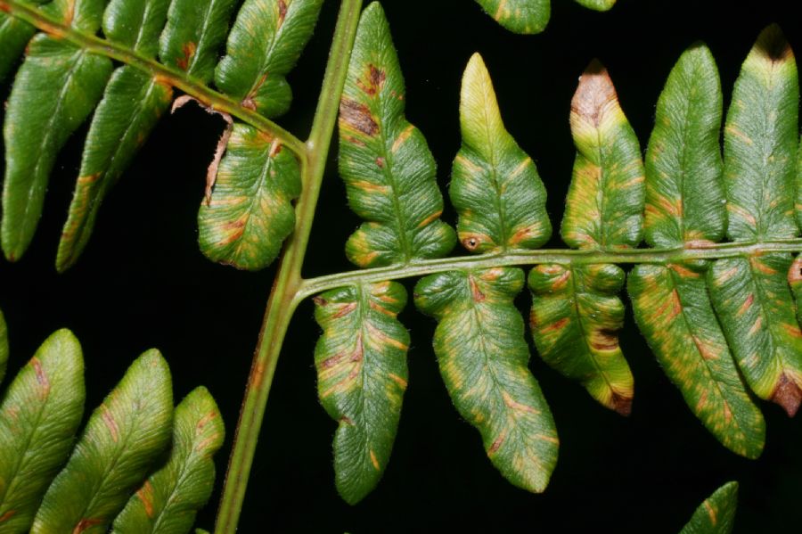 Dennstaedtiaceae Pteridium aquilinum