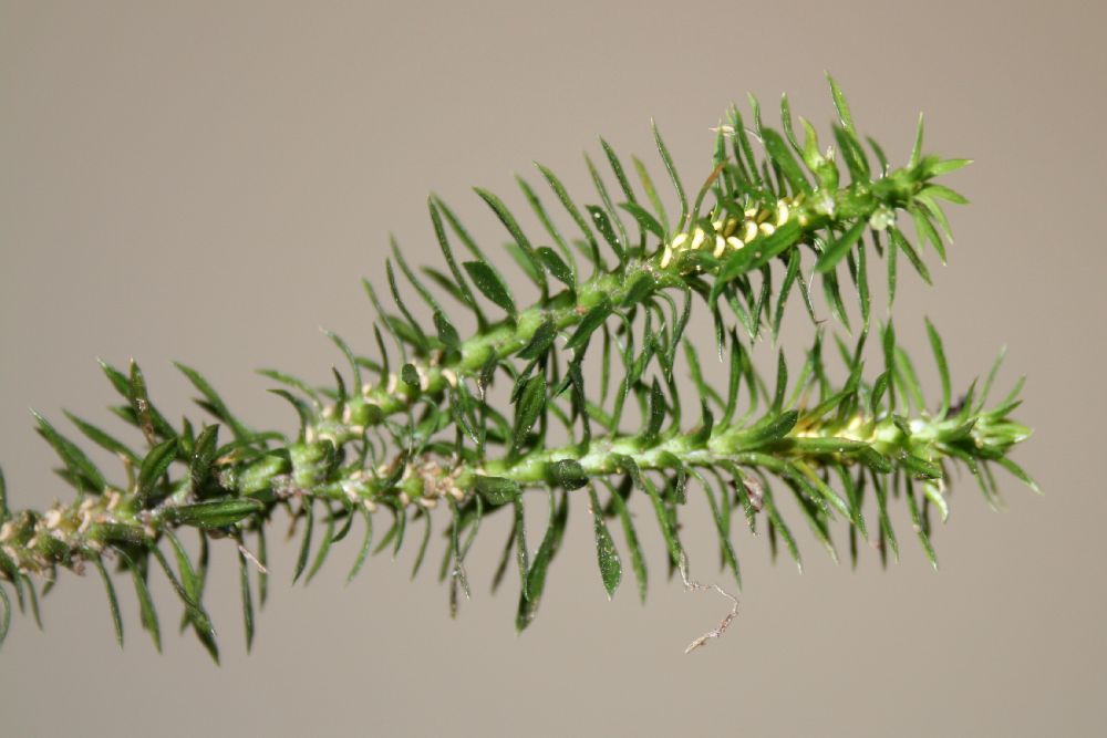 Lycopodiaceae Huperzia lucidula