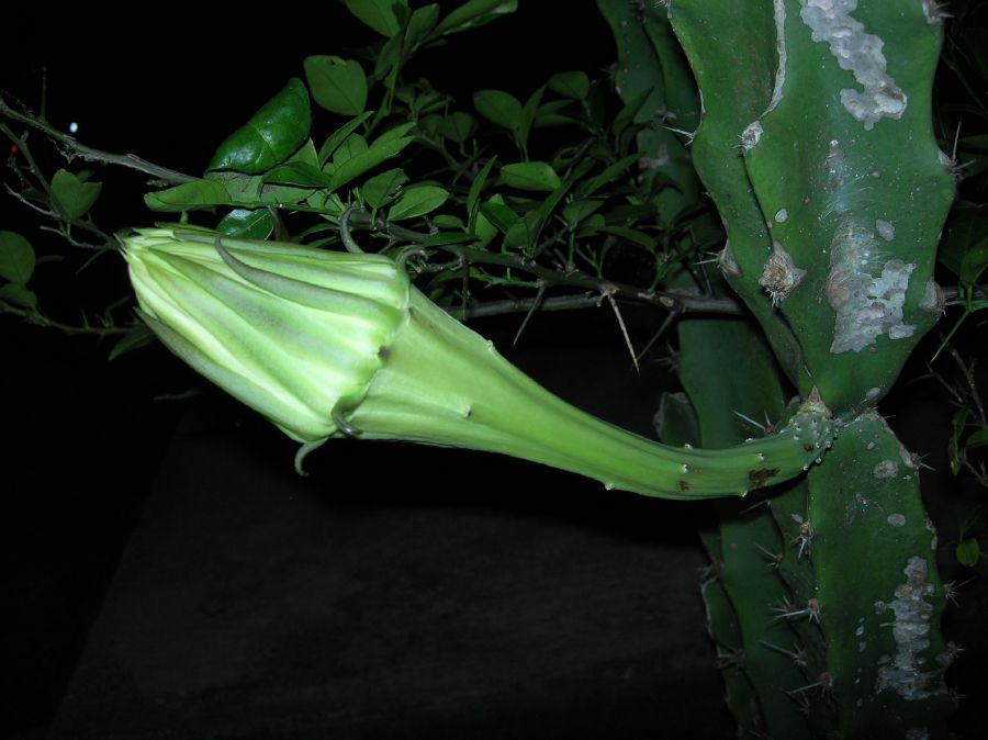 Cactaceae Acanthocereus tetragonus