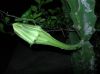 image of Acanthocereus tetragonus