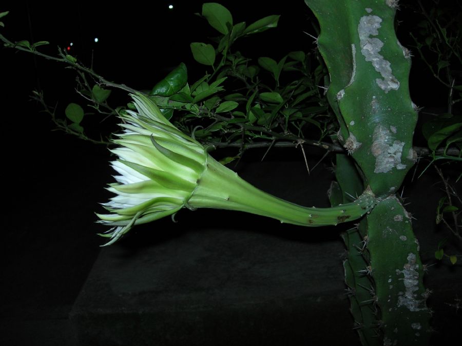 Cactaceae Acanthocereus tetragonus