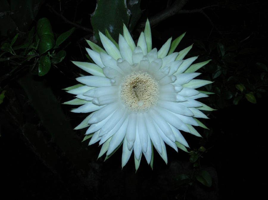 Cactaceae Acanthocereus tetragonus