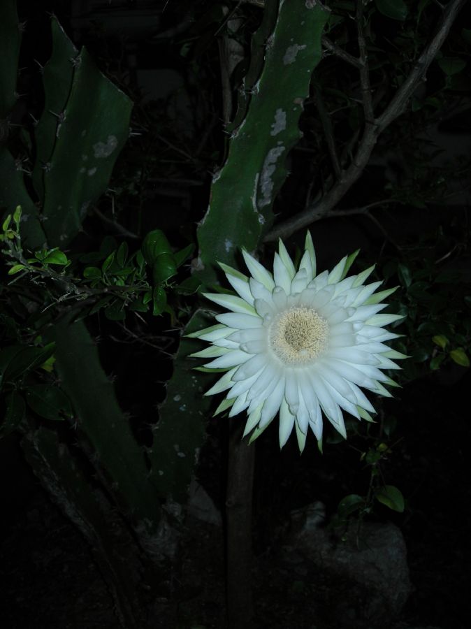 Cactaceae Acanthocereus tetragonus