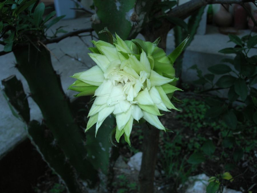 Cactaceae Acanthocereus tetragonus