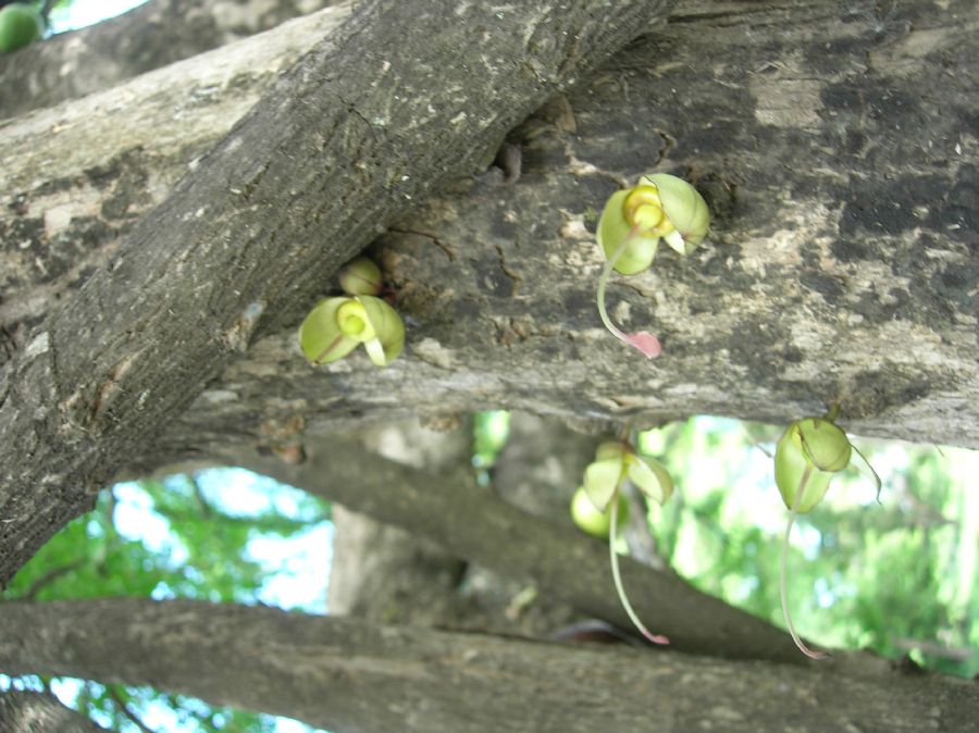 Bignoniaceae Crescentia cujete