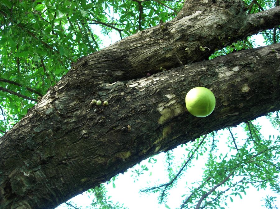 Bignoniaceae Crescentia cujete