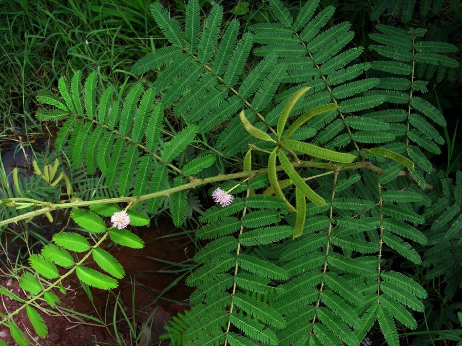 Fabaceae Mimosa pigra