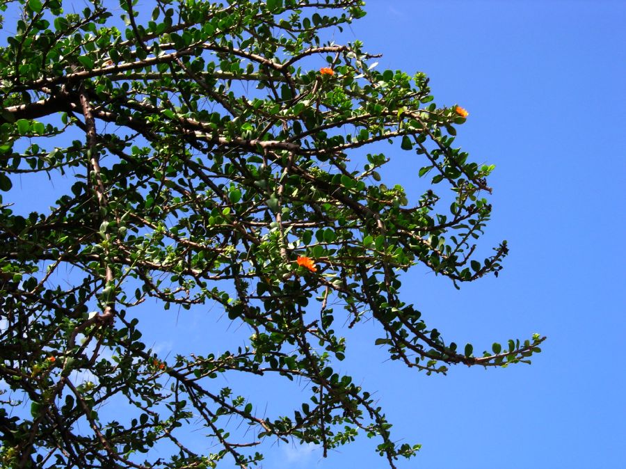 Cactaceae Pereskia lychnidiflora