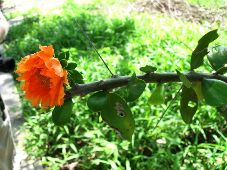 Cactaceae Pereskia lychnidiflora