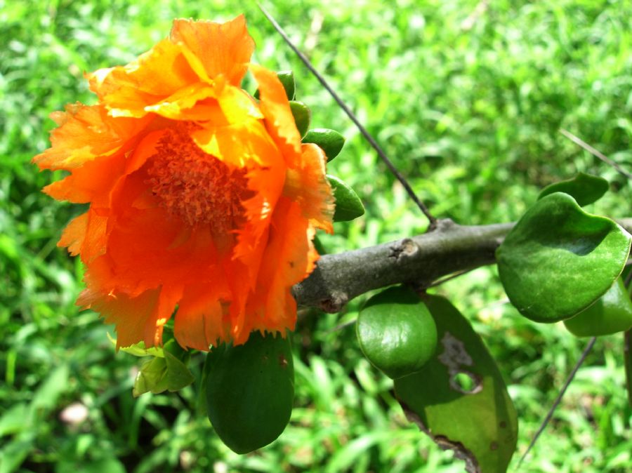 Cactaceae Pereskia lychnidiflora