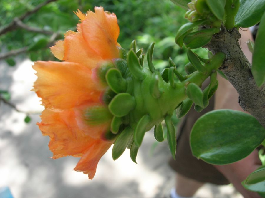 Cactaceae Pereskia lychnidiflora