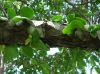 image of Pereskia lychnidiflora