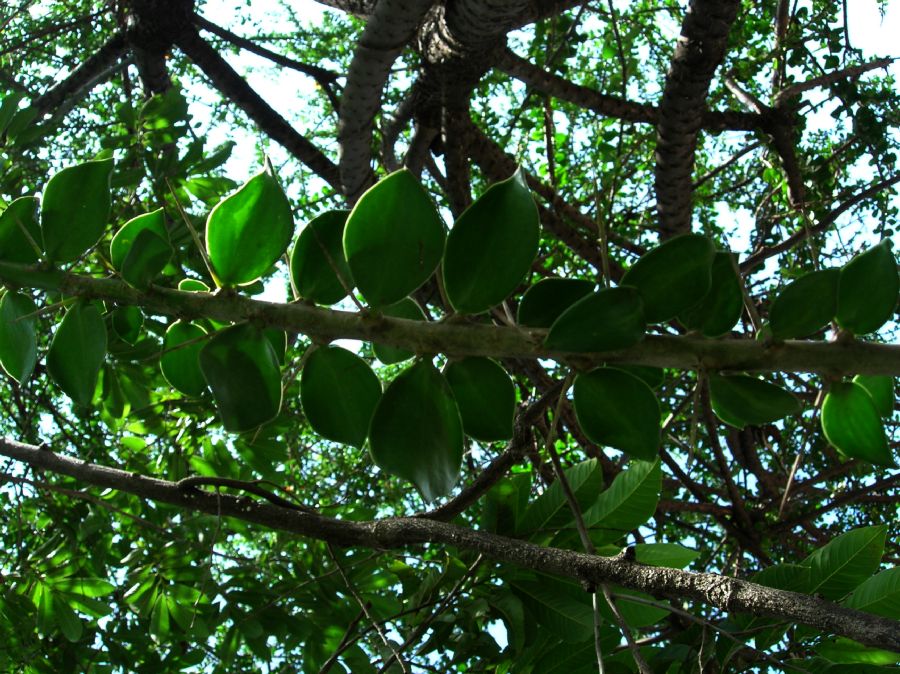 Cactaceae Pereskia lychnidiflora