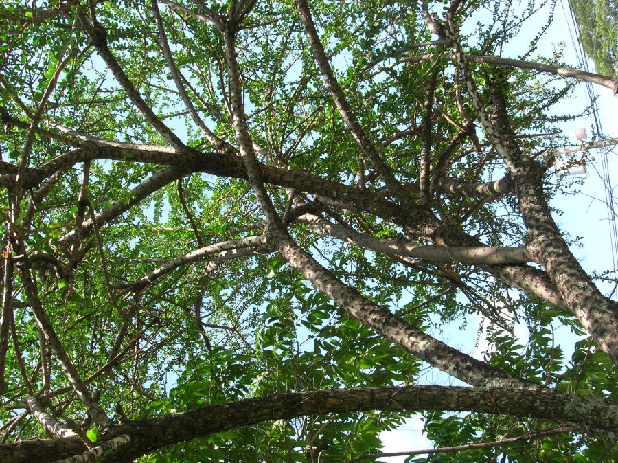 Cactaceae Pereskia lychnidiflora