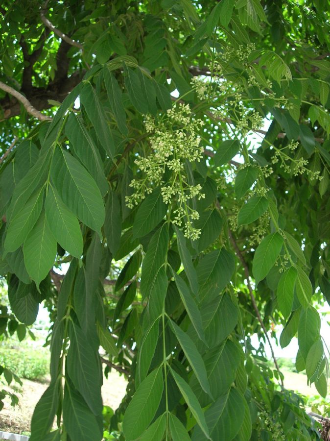 Anacardiaceae Astronium graveolens