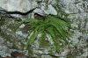 image of Asplenium trichomanes