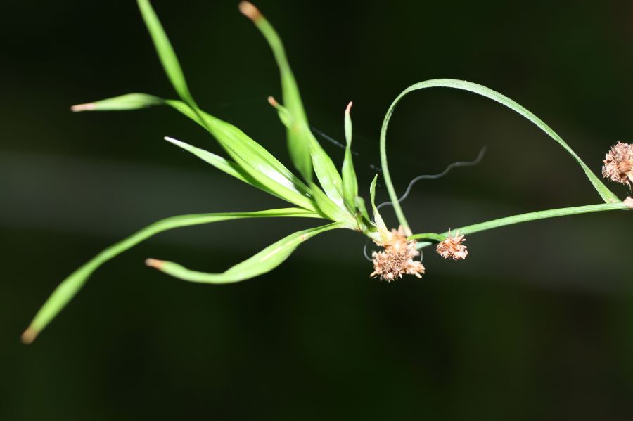 Cyperaceae Scirpus hattorianus