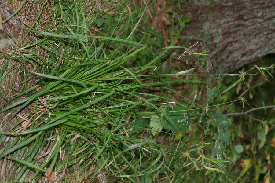 Cyperaceae Scirpus hattorianus