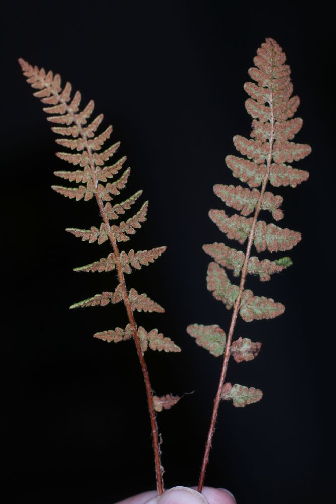 Woodsiaceae Woodsia ilvensis