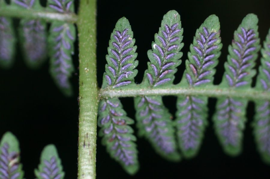 Athyriaceae Deparia acrostichoides